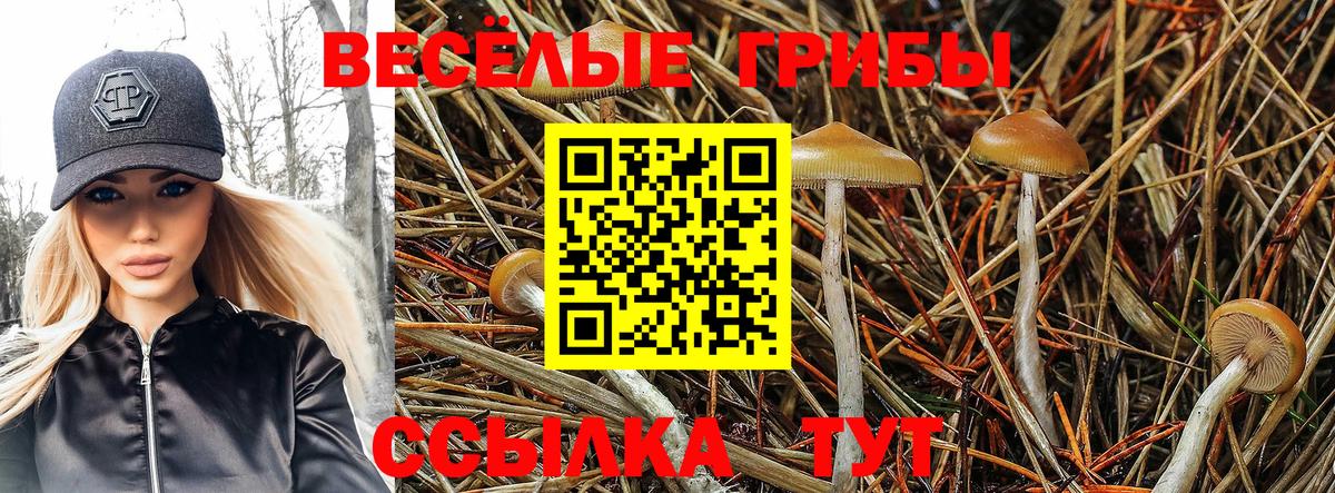 Галлюциногенные грибы GOLDEN TEACHER  Вход с VPN  Щёлково 